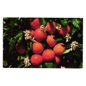 Vintage Postcard Orange Blossoms Fruit Trees, Colourpicture Mail Thinking Of You